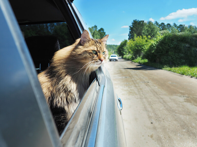 7 วิธีพาแมวเดินทางไกล ทาสแมวต้องเตรียมตัวอย่างไร | รู้ใจ