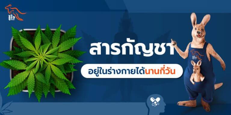 สารกัญชาอยู่ในร่างกายได้นานกี่วัน