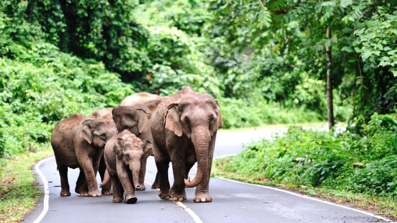 สถานที่ท่องเที่ยว | วันแรงงาน | ประกันรถยนต์ | ที่เที่ยวเขาใหญ่ | รู้ใจ