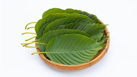 รู้ทัน 10 ภัยเงียบจากการใช้ใบกระท่อมและกัญชา