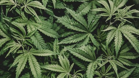 รู้ทัน 10 ภัยเงียบจากการใช้ใบกระท่อมและกัญชา