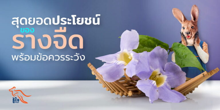 สุดยอดสรรพคุณของรางจืด | ประกันโรคร้ายแรง | รู้ใจ