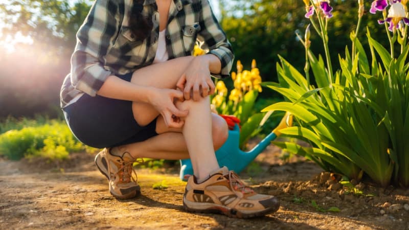 Mosquito, bites, and centipede bites in Thailand might be covered by insurance | Roojai