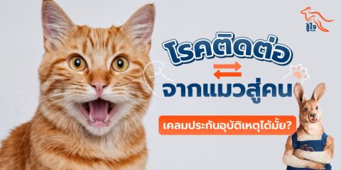 ความคุ้มครองประกันสุขภาพ คุ้มครองโรคจากแมวหรือไม่ | รู้ใจ
