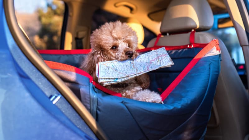 เหตุผลที่ควรใช้คาร์ซีทสำหรับสัตว์เลี้ยง | รู้ใจ