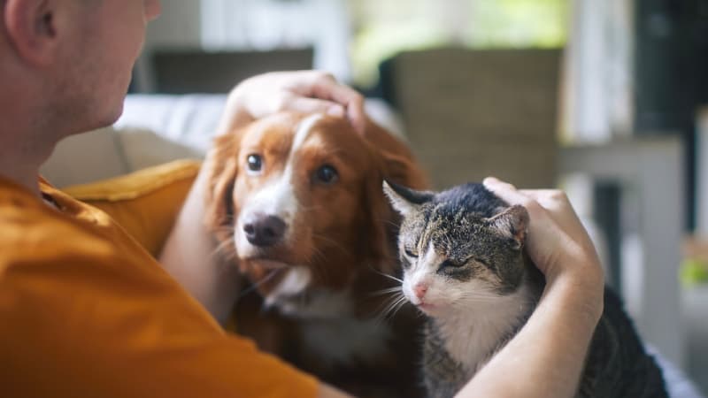 การดูแลสัตว์เลี้ยงในบ้านให้ปลอดภัยจากไฟไหม้บ้าน | รู้ใจประกันภัย