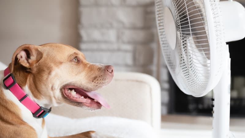 5 วิธีป้องกันไฟไหม้ ที่คนเลี้ยงสัตว์ในบ้านควรรู้ | รู้ใจประกันภัย