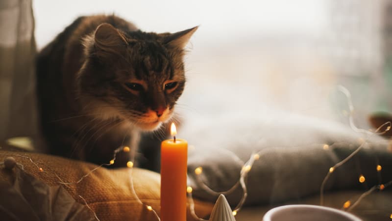 การเลี้ยงแมวระบบปิดให้ปลอดภัยจากไฟไหม้ | รู้ใจประกันภัย